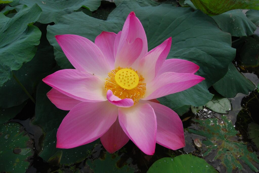 image-49